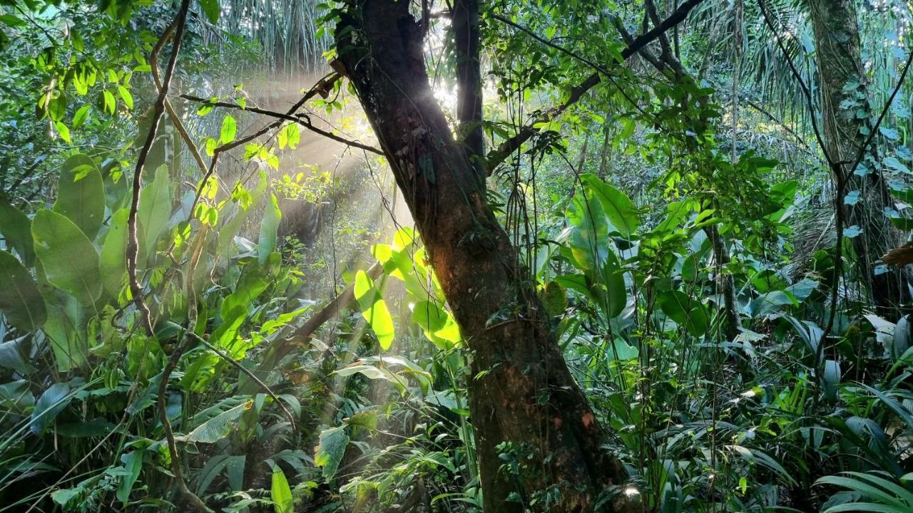 Wildlife Art Tortuguero Hotel Exterior foto