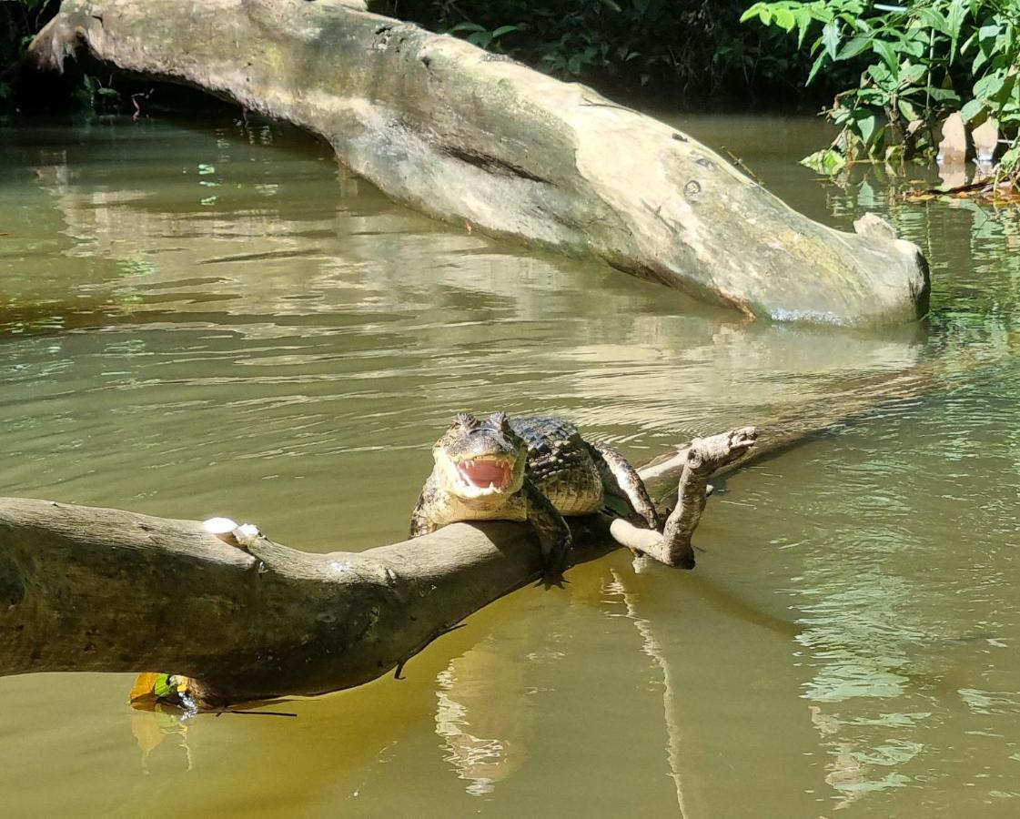 Wildlife Art Tortuguero Hotel Exterior foto