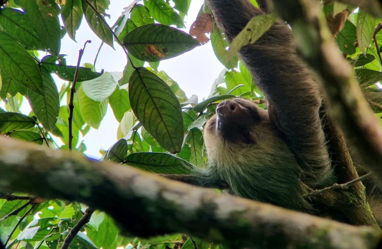 Wildlife Art Tortuguero Hotel Exterior foto