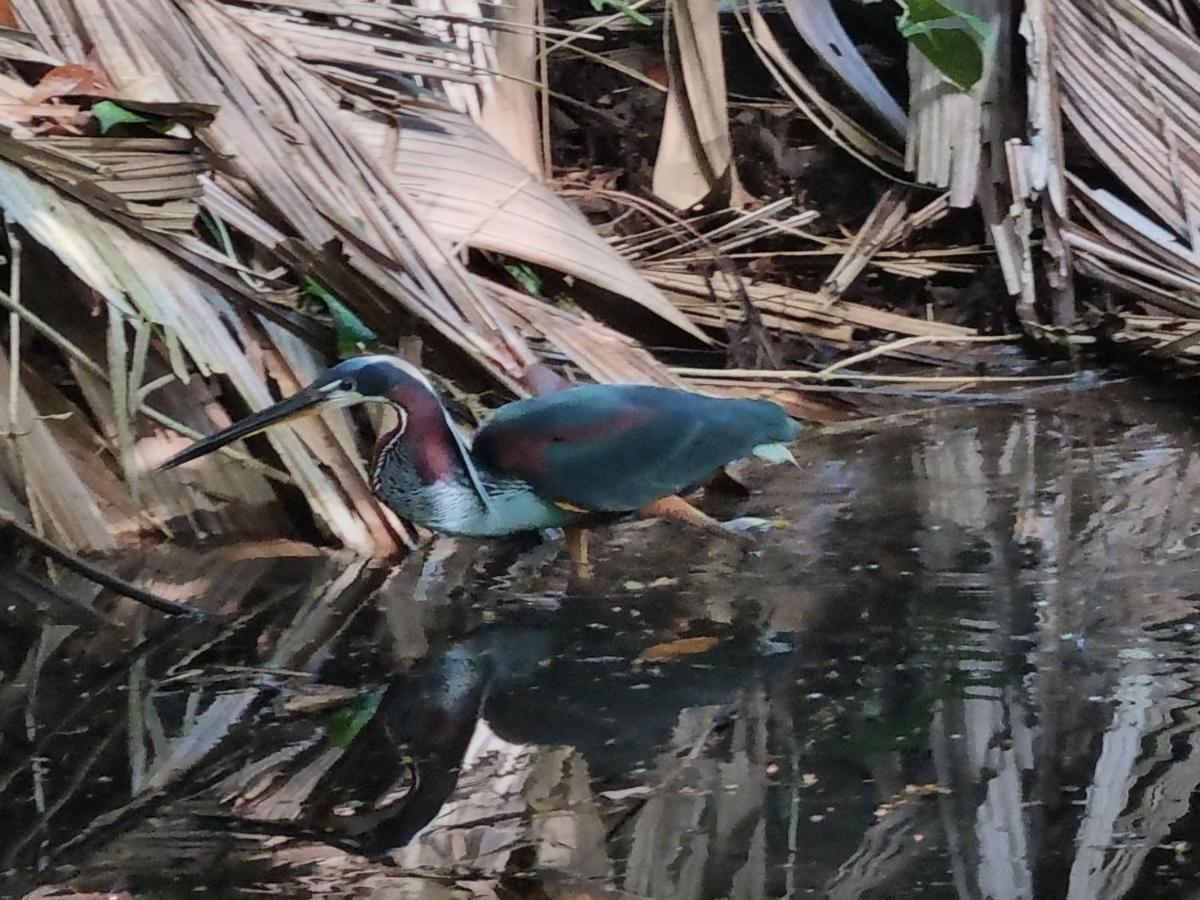 Wildlife Art Tortuguero Hotel Exterior foto