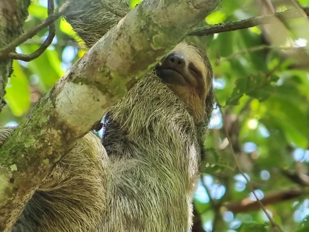 Wildlife Art Tortuguero Hotel Exterior foto