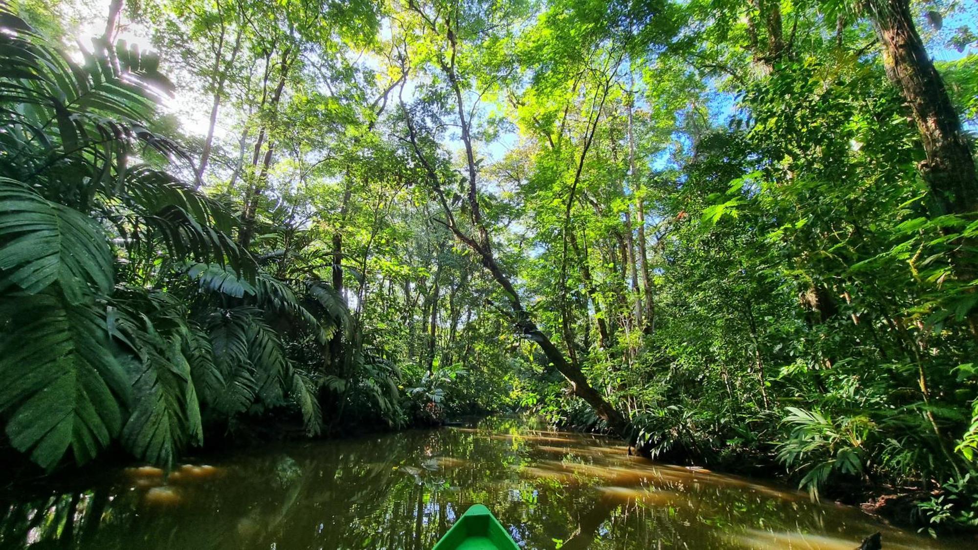 Wildlife Art Tortuguero Hotel Exterior foto