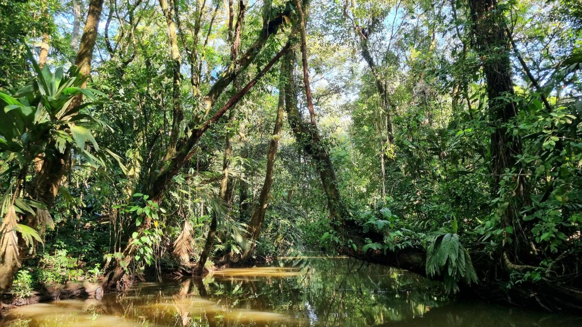 Wildlife Art Tortuguero Hotel Exterior foto
