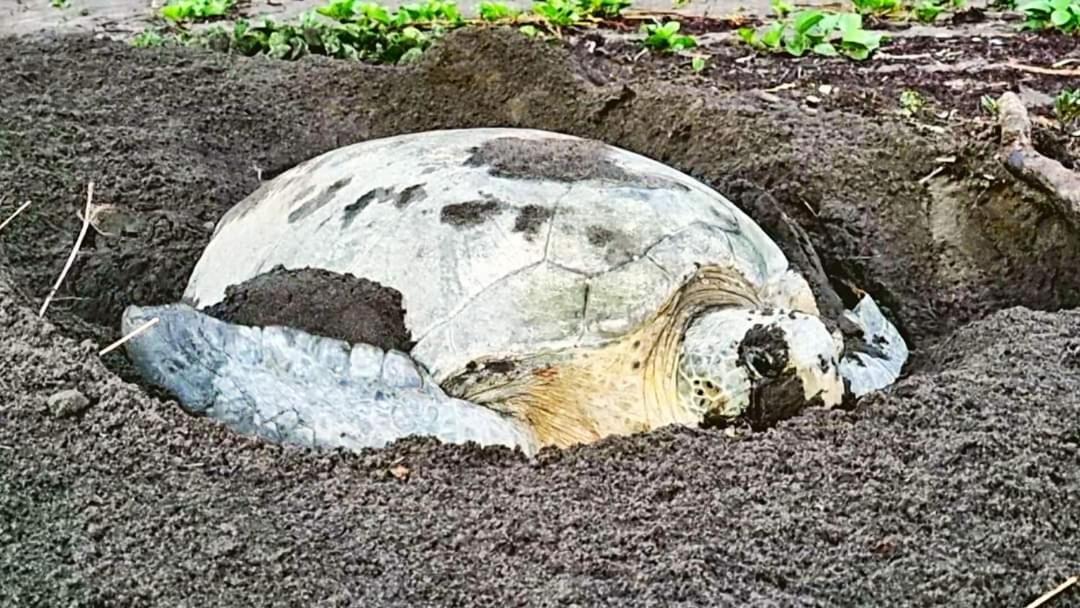 Wildlife Art Tortuguero Hotel Exterior foto