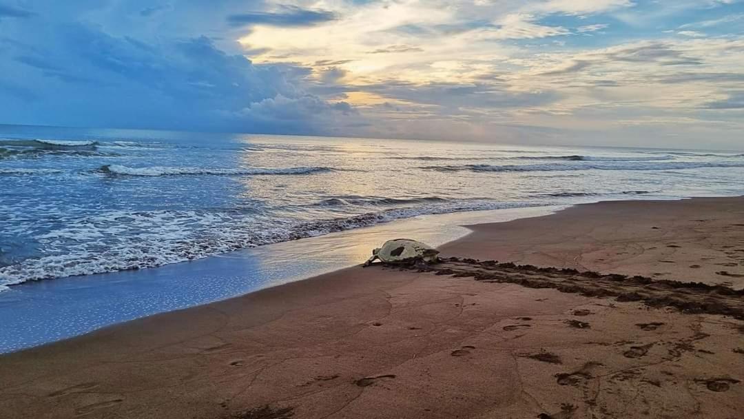 Wildlife Art Tortuguero Hotel Exterior foto